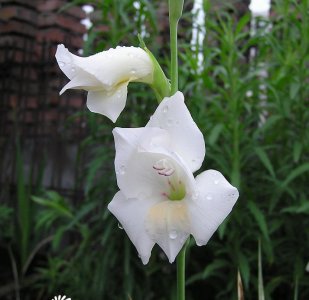 怎样使唐菖蒲开花不断 《唐菖蒲如何实现开花不断？》