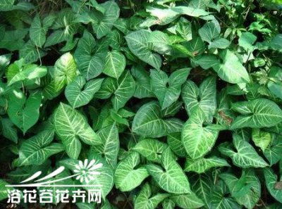 合果芋怎样保持株形优美 《合果芋株形优美的保持方法》