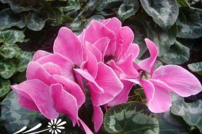 仙客来花后管理 《仙客来花后的养护要点》
