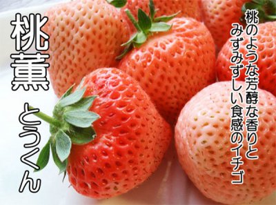 桃熏草莓基本介绍|特点 桃熏草莓基本信息与特点一览