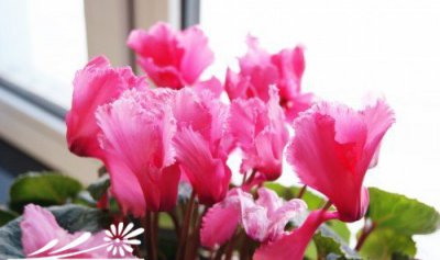 《仙客来花梗枯耷怎么办？》 仙客来的花梗枯耷的处理方法