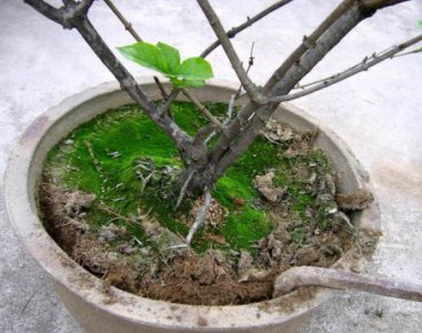 盆栽花卉翻盆换土与盆土复壮图解 《盆栽花卉翻盆换土及盆土复壮图示》