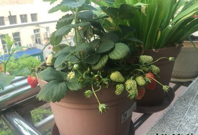家庭阳台草莓养护种植法 家庭阳台草莓种植方法（养护篇）