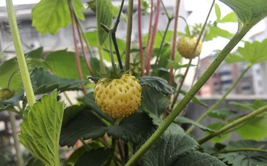 家庭阳台草莓种植方法
