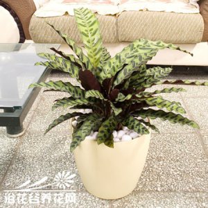 猫眼竹芋的养殖方法（图） 《猫眼竹芋养殖攻略（附图片）》