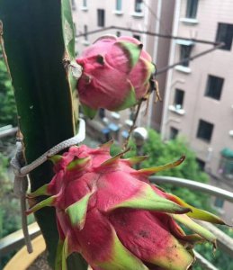 阳台能种火龙果吗？附结果图 阳台可以种火龙果吗|附结果图