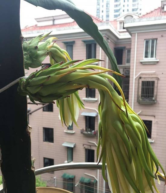阳台可以种火龙果吗|附结果图
