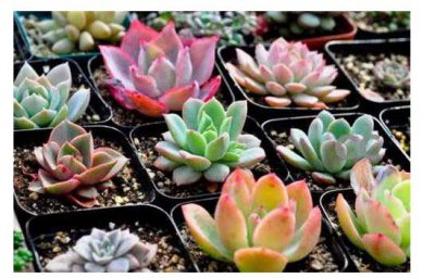 多肉植物怎么养多肉植物饲养体会心得