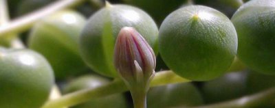 多肉植物吊兰佛珠怎么养 长得快非常容易出锦？