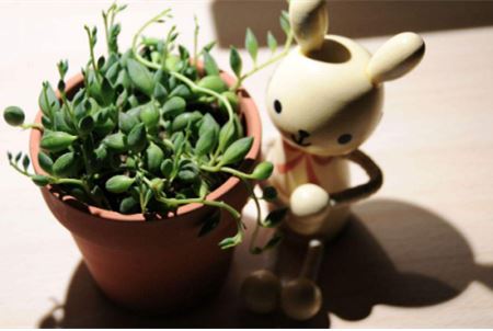 多肉植物吊兰佛珠怎么养