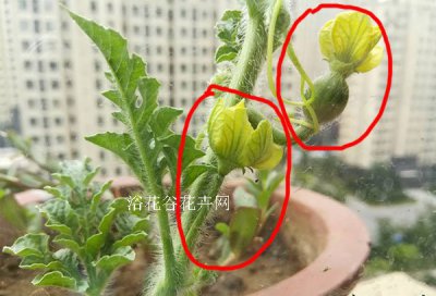 一张图看懂西瓜花是两性花吗 西瓜花是两性花？一图揭晓答案