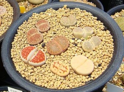 生石花要埋多深图解