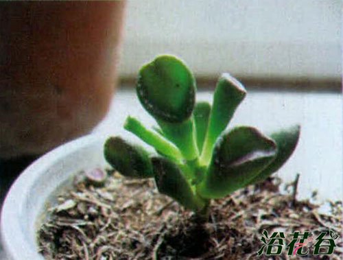 筒叶花月叶子干瘪变软