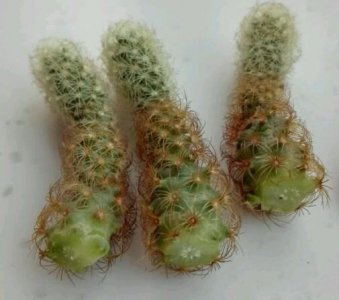 金手指多肉繁殖方法 金手指多肉植物怎么繁殖
