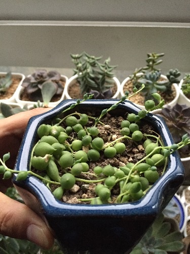 情人泪和佛珠哪个好养