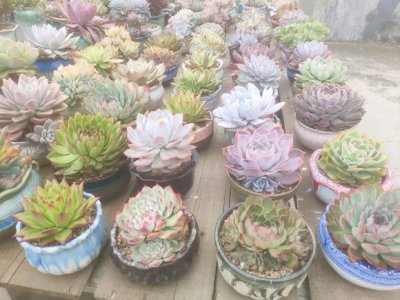 为什么多肉老是养不活 多肉植物为何总是难以养活？