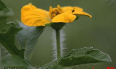 西瓜人工授粉从区分雌雄花开始 西瓜人工授粉（从分雌雄花开始）