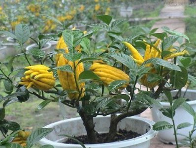 养好佛手盆栽的5项关键措施 《佛手盆栽养护的5大关键要点》