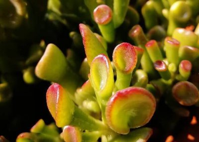 筒叶花月和吸财树的区别 它俩一回事