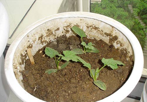 阳台丝瓜的种植方法