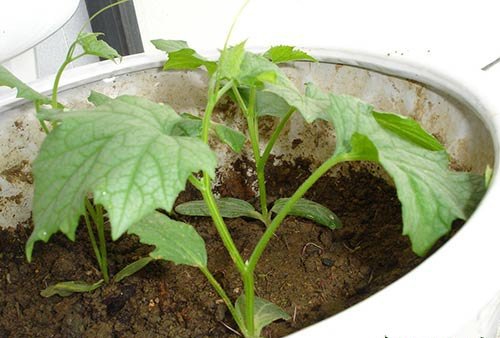阳台丝瓜的种植方法