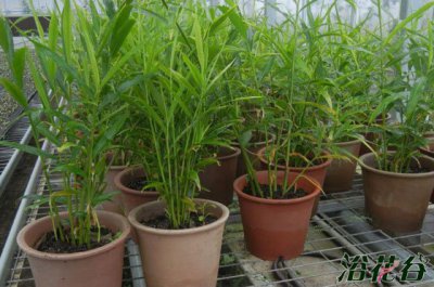 阳台生姜种植技巧 阳台生姜种植方法