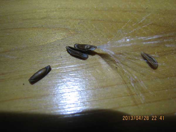 爱之蔓种子什么样