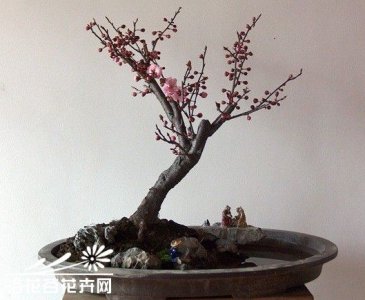 美人梅水旱盆景制作 美人梅制作的水旱盆景