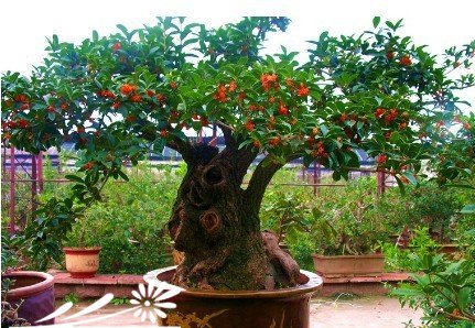 盆栽桂花不易开花是什么原因