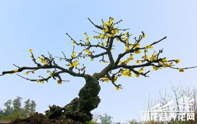 腊梅盆景养护之道 腊梅盆景的养护方法