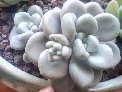 姬秋丽和艾伦的区别 《姬秋丽与艾伦有何不同？》