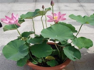 探析盆栽荷花开花异常的原因 盆栽荷花开花异常原因的探析