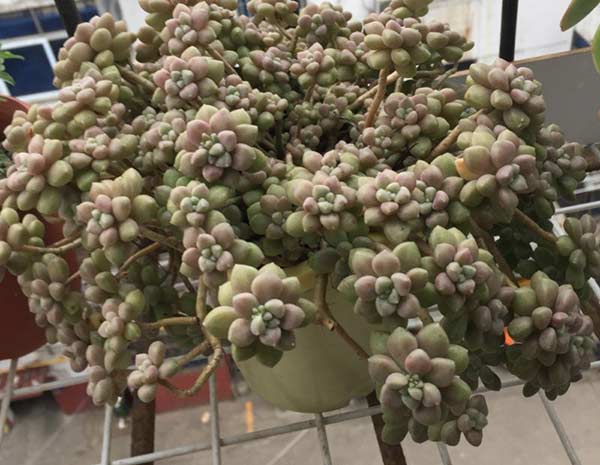 姬秋丽和艾伦的区别