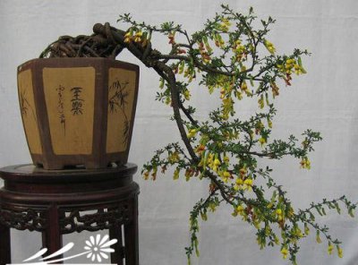 金雀花盆景制作步骤 金雀花盆景的制作方法
