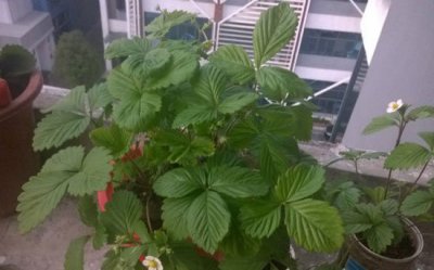 盆栽草莓施肥 盆栽草莓的施肥要点