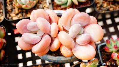 橙雪球怎么养肥 如何让橙雪球长得更肥？