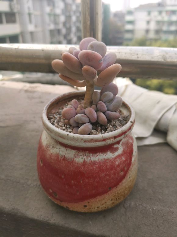 橙雪球怎么养肥