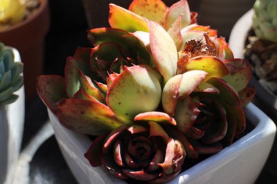 央金多肉度夏困难吗？怎么养护 《央金多肉度夏难吗？如何养护？》
