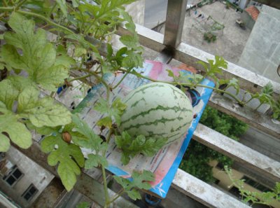 阳台西瓜栽培 阳台西瓜种植