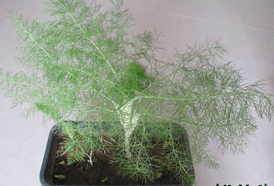 超简单阳台种茴香