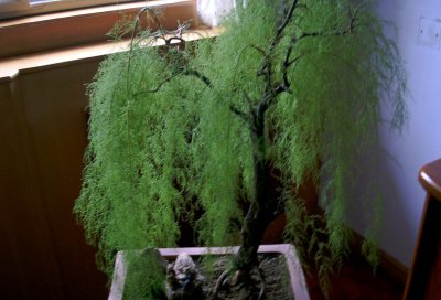 怪柳盆景的制作养护 怪柳盆景的制作与护理