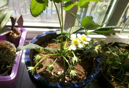 盆栽草莓种植