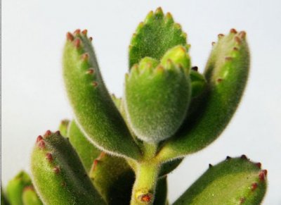熊童子臭味明显吗 熊童子臭味显著吗？