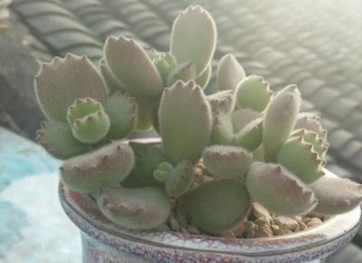 熊童子怎么养出红爪子（晒） 《熊童子红爪子养成秘籍晒一晒》