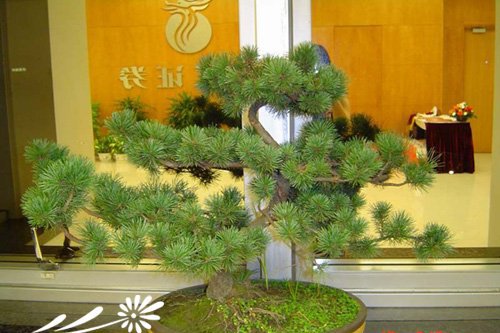 蓬莱松盆景的制作栽培