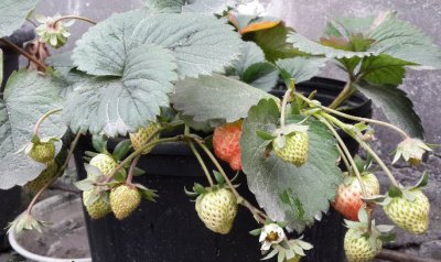 草莓不结果的10个原因 10个草莓不结果的原因