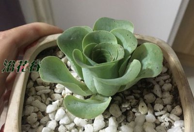 山地玫瑰耐寒吗 冬天怎么养 《山地玫瑰耐不耐寒？冬季养护要点》