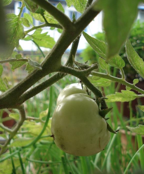 盆栽番茄种植方法