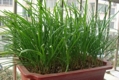 阳台种韭菜的方法 阳台种植韭菜的步骤
