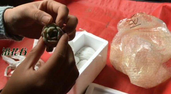 多肉植物冬天可以快递吗|勉强可以